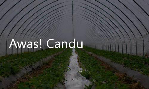 Awas! Candu Judol Sama Bahayanya dengan Candu Narkoba
